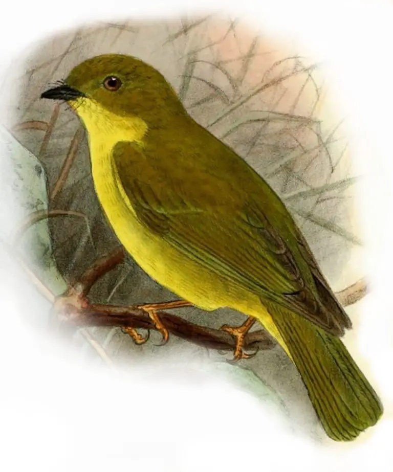 Canary Flyrobin Birds