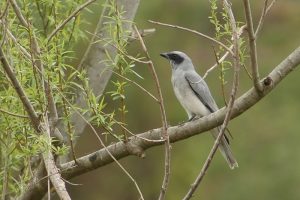 Palau Cicadabird Birds