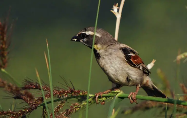 Dead Sea Sparrow Birds