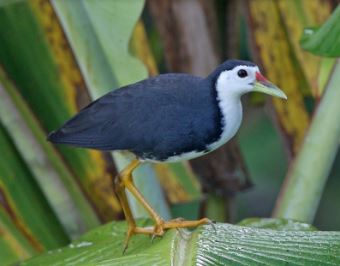 Talaud Bush-Hen Bird