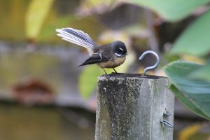 Taliabu Fantail Birds