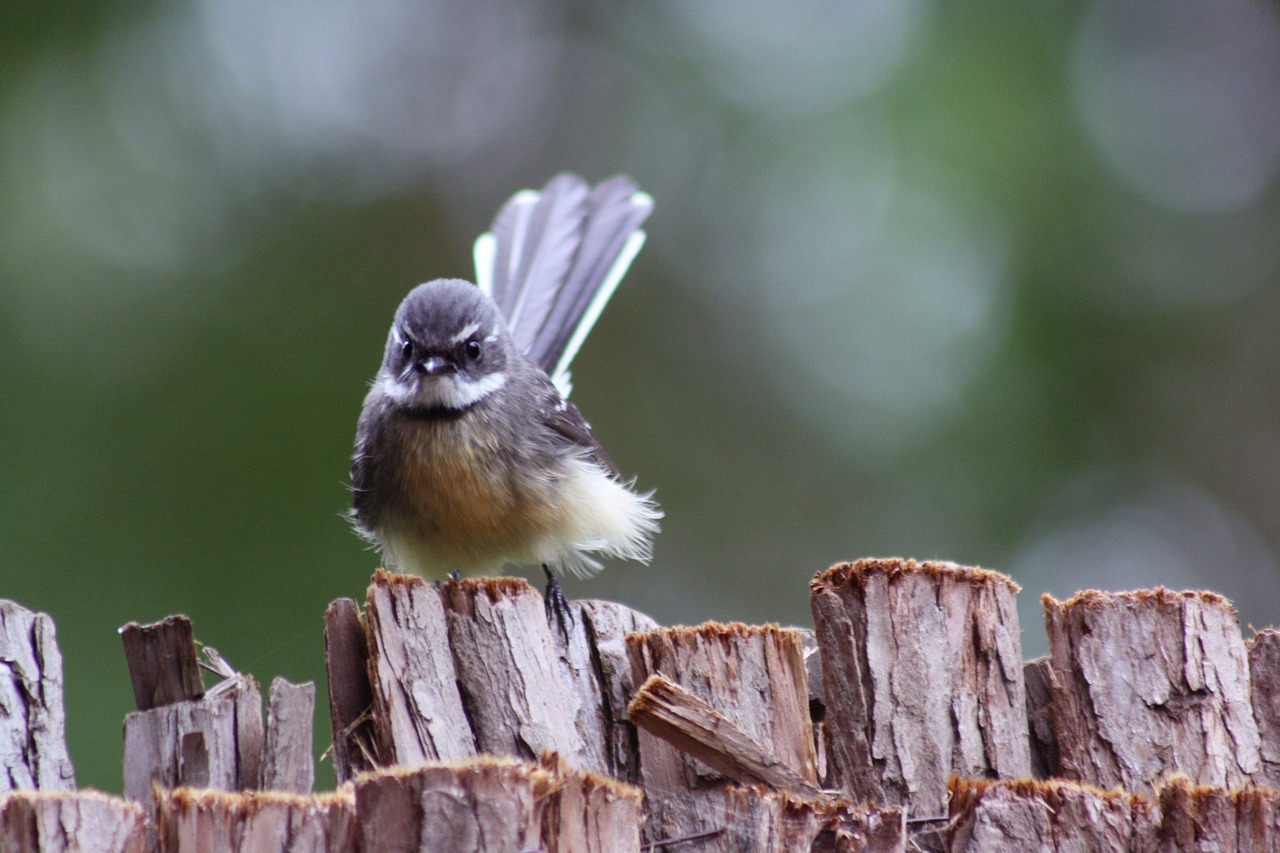 Taliabu Fantail Birds