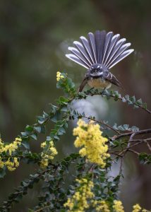 Taliabu Fantail Birds