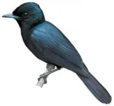 Velvet Flycatcher