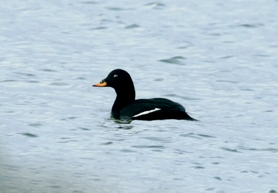 Velvet Scoter Birds