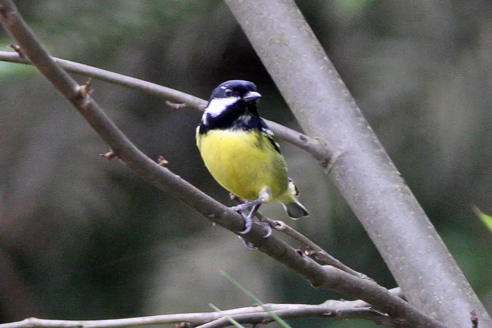 Yellow-Bellied Tit Birds