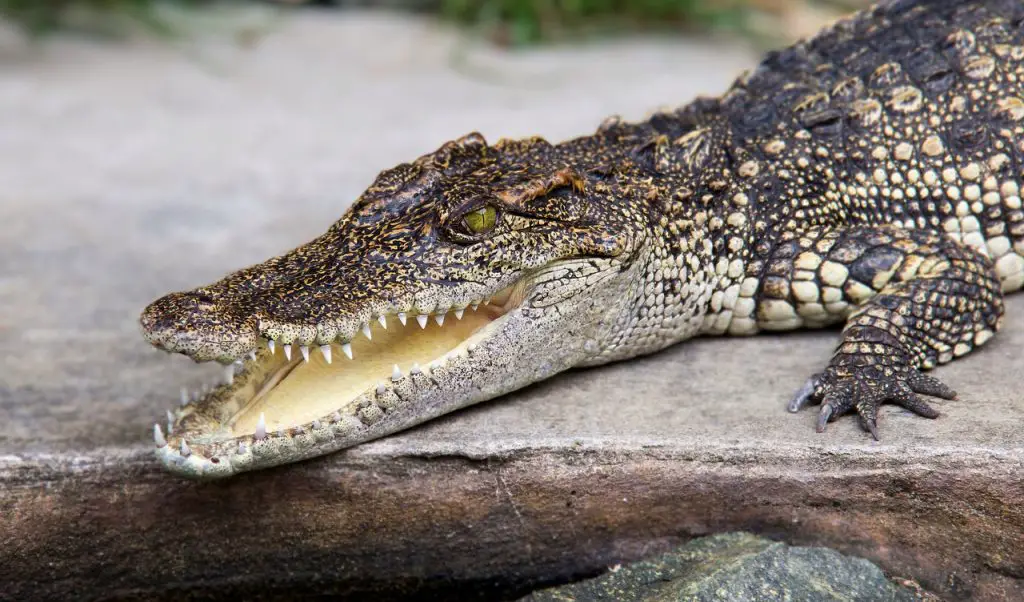 American Alligator