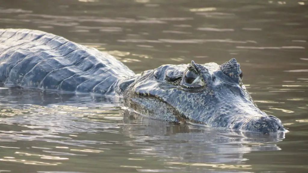 American Alligator