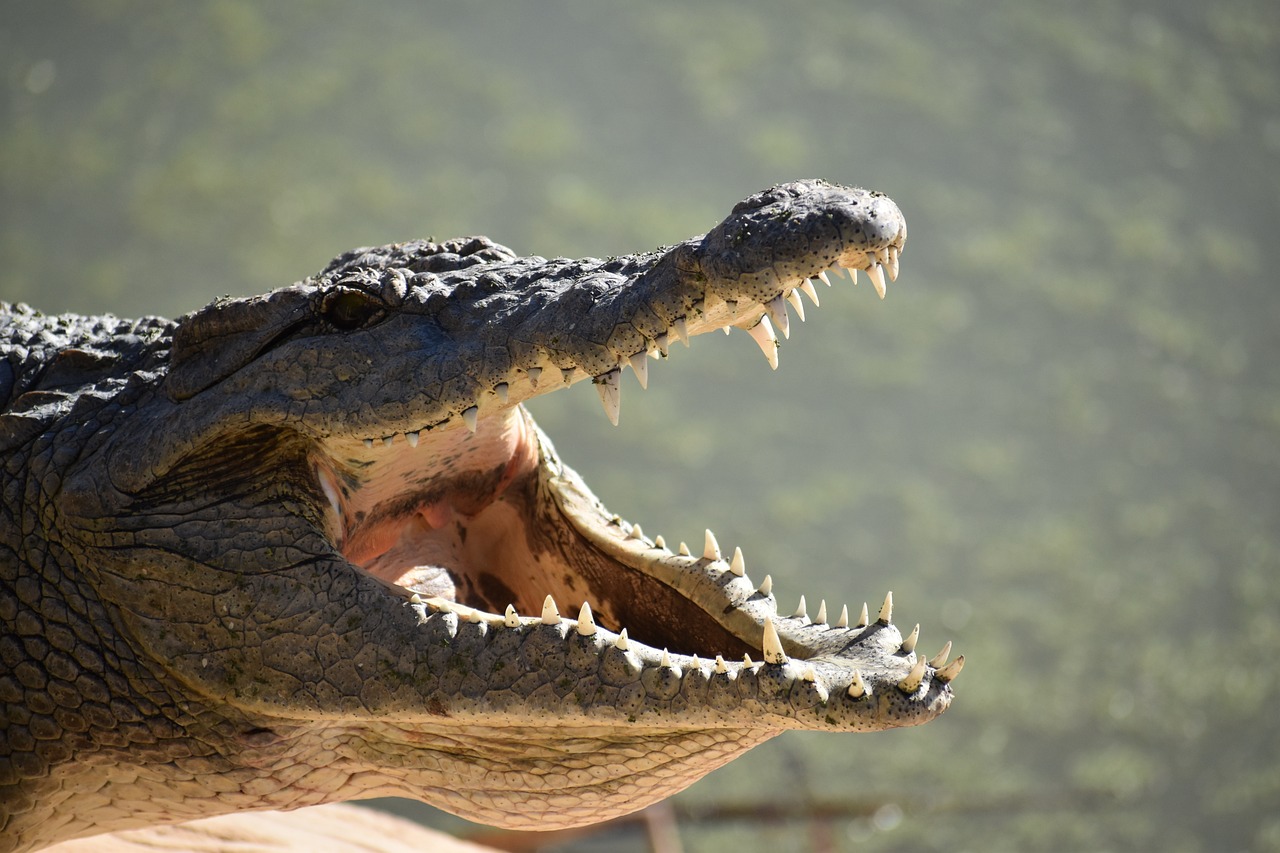 American Alligator (Alligator Mississippiensis)