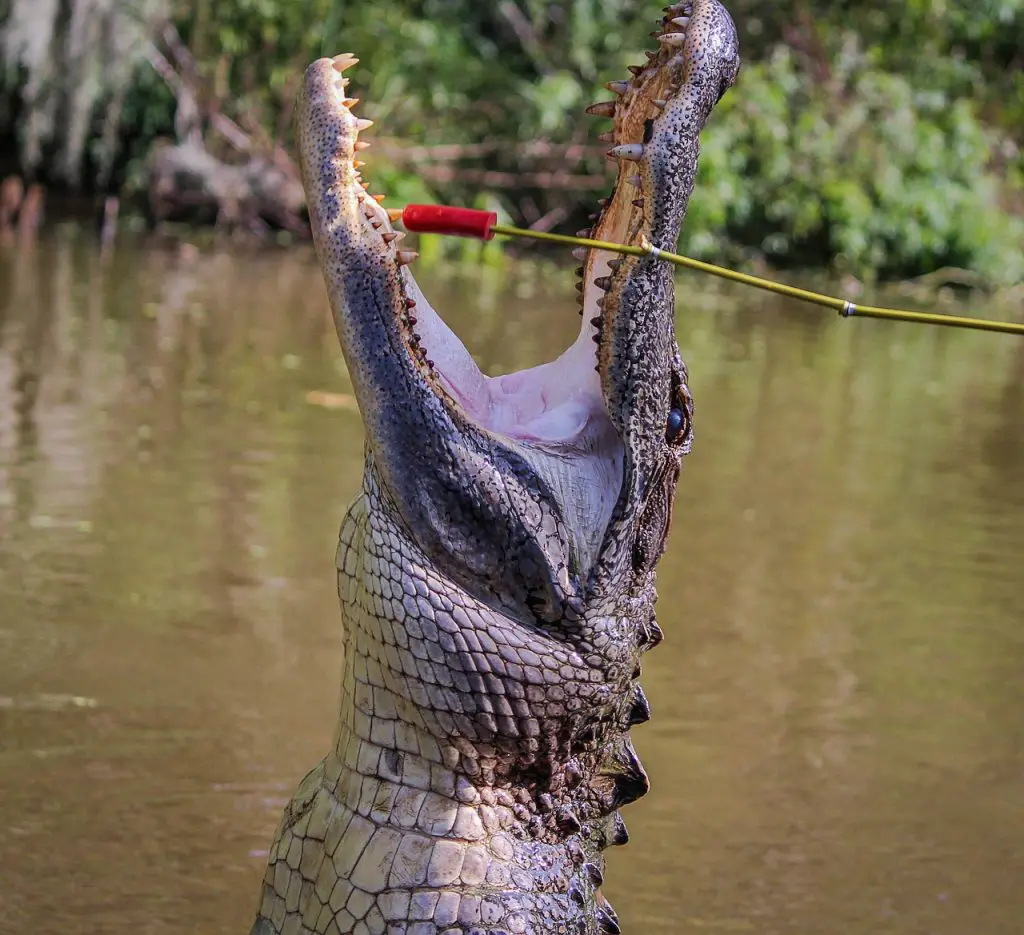 American Alligator