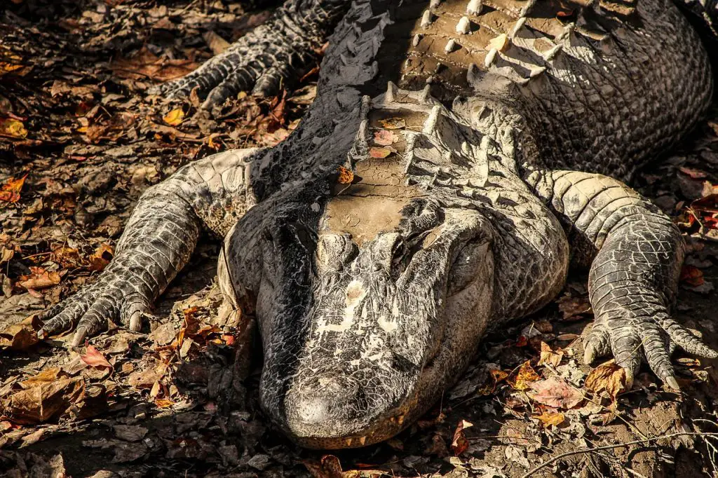 American Alligator