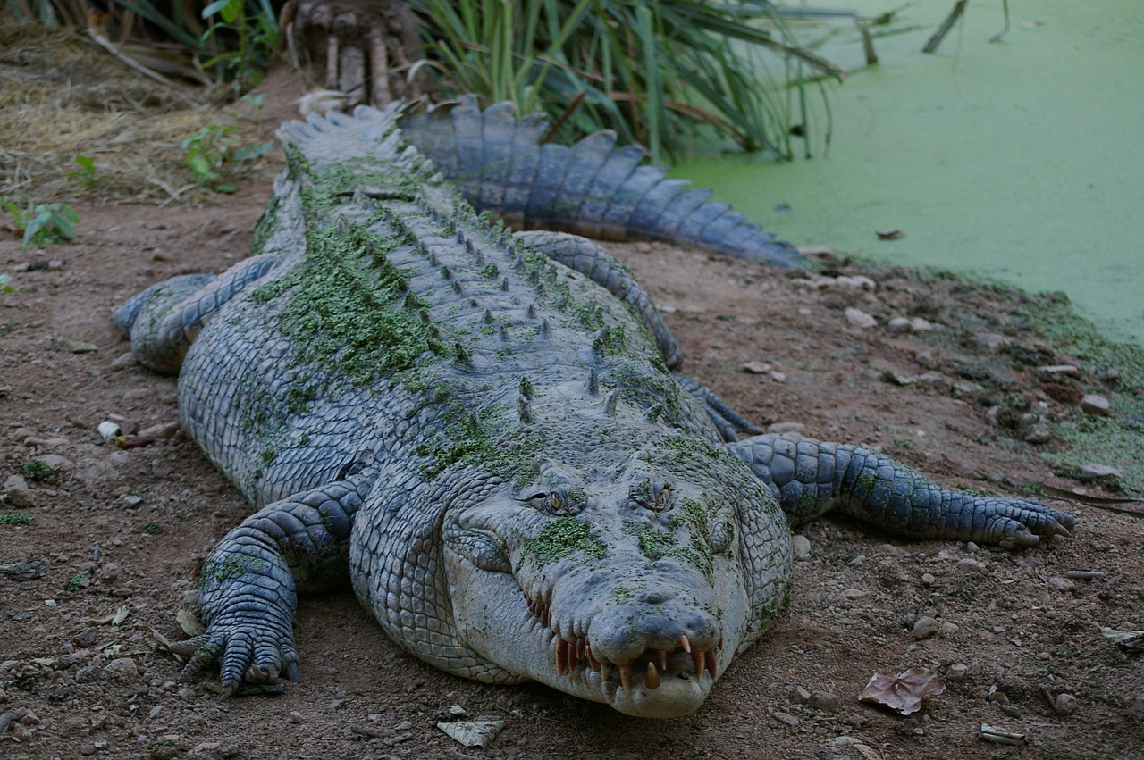 Crocodile (Crocodylus Acutus)