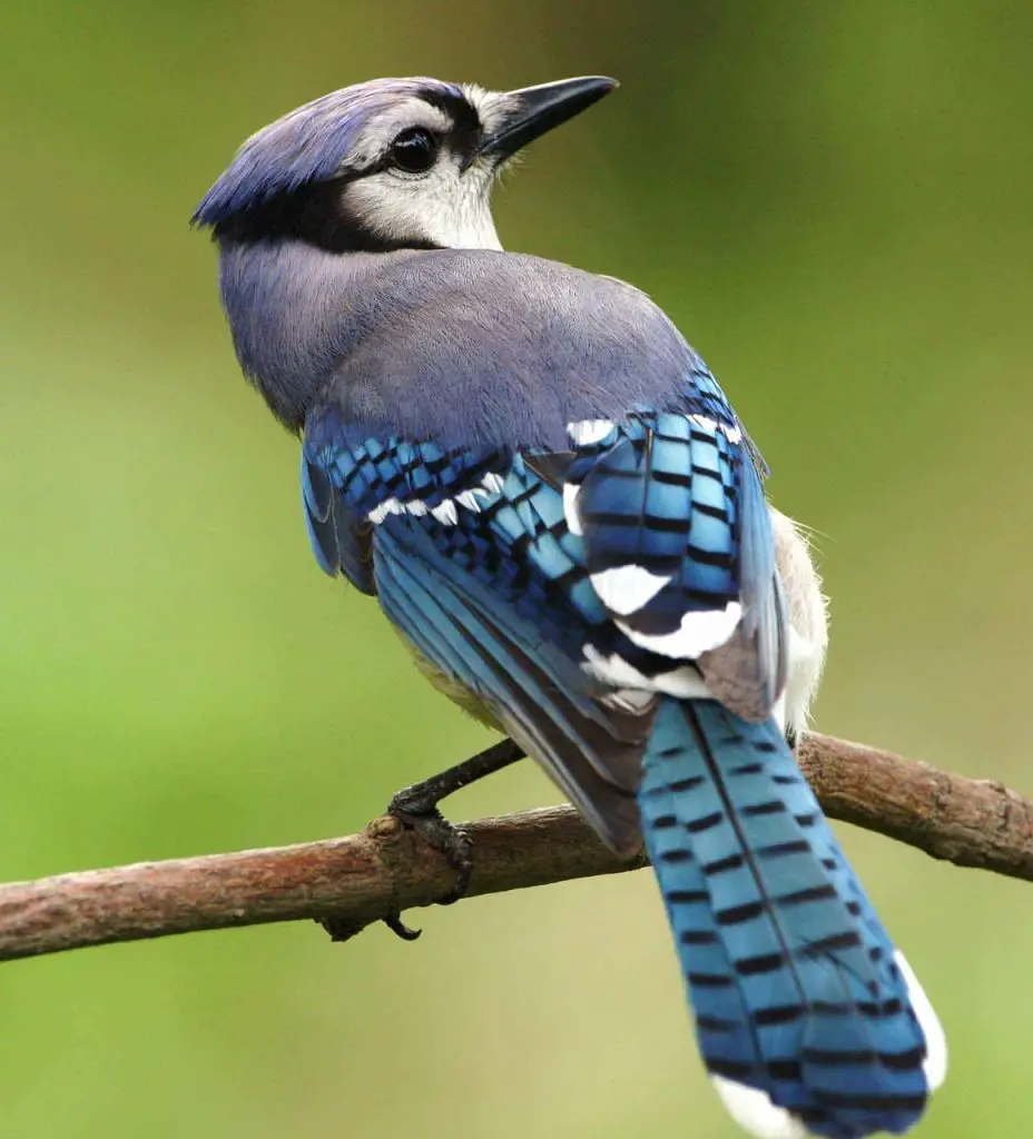 Eurasian Jay (Garrulus Glandarius)