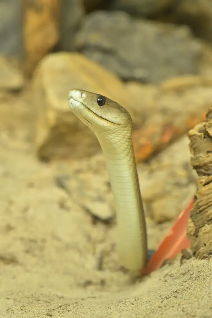 Black Mamba (D. Polylepis)