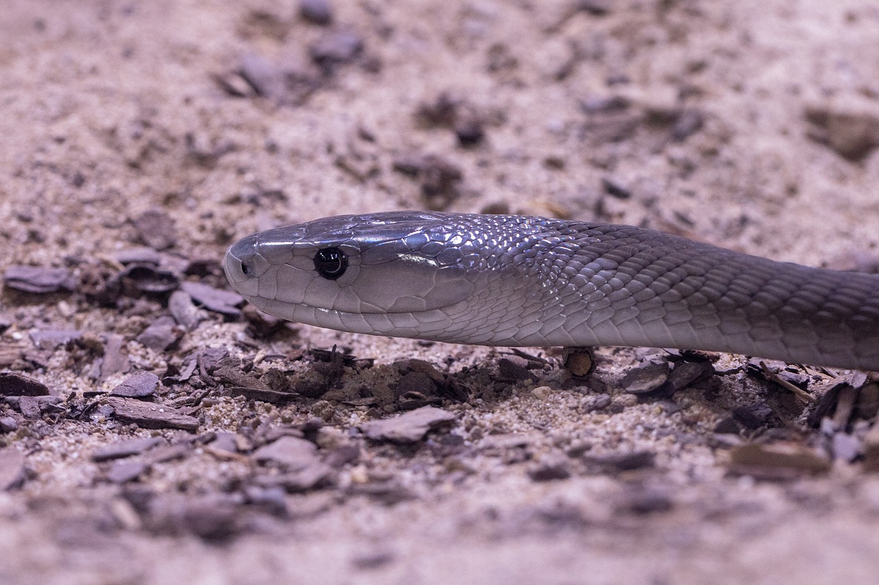 Black Mamba (D. Polylepis)