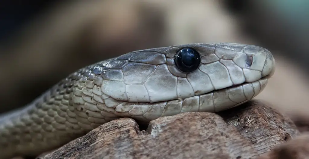 Black Mamba (D. Polylepis)