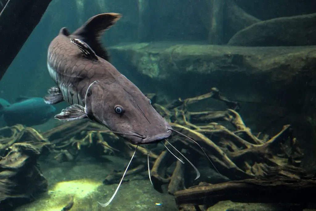 Catfish (Siluriformes)