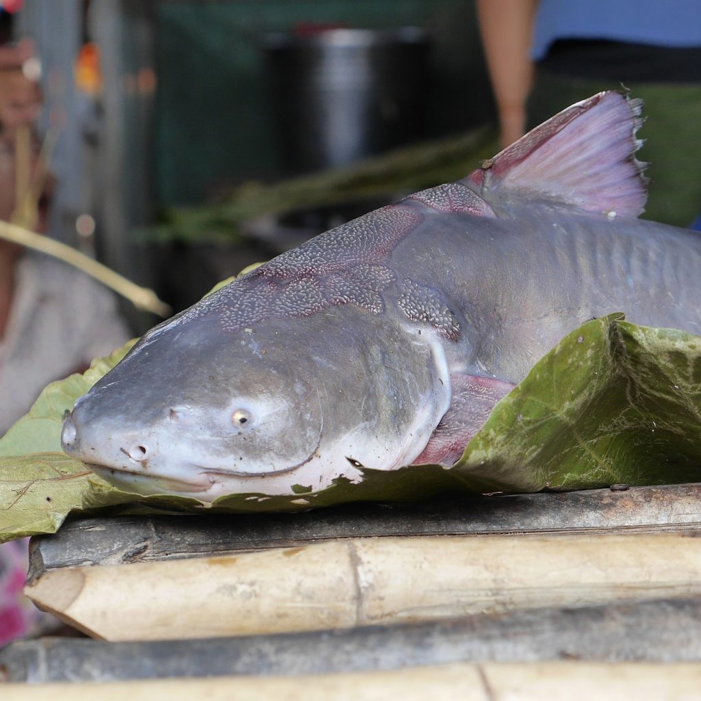 Catfish (Siluriformes)