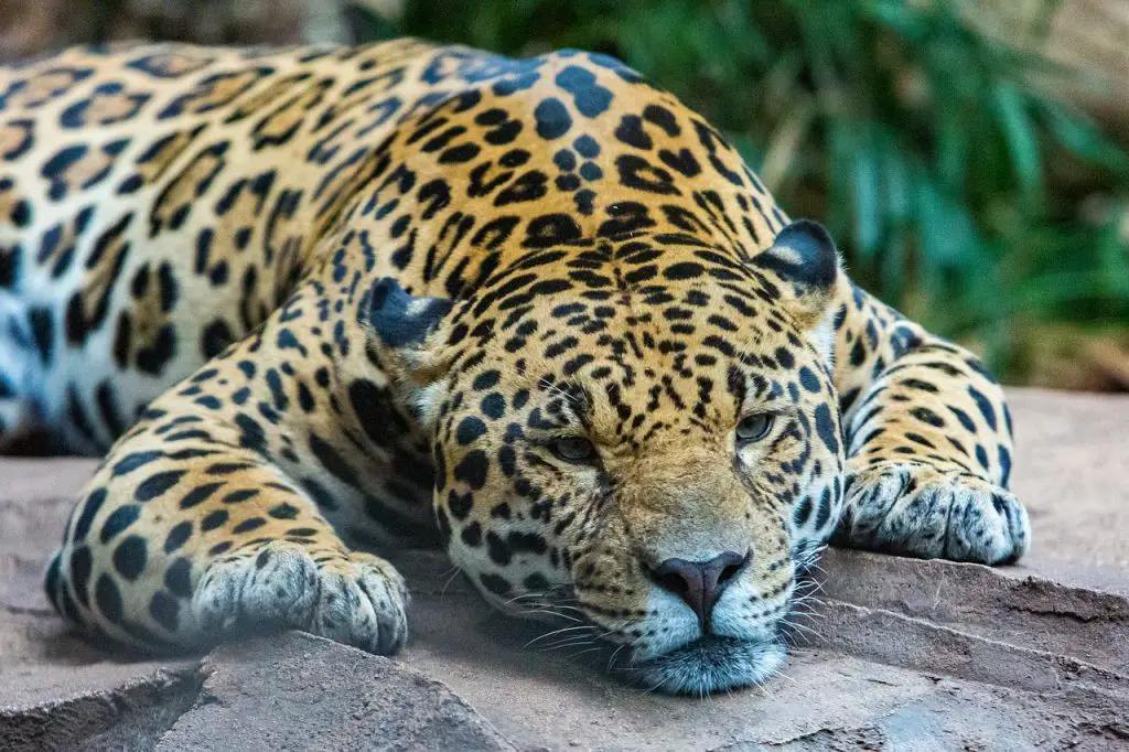 Jaguar (Panthera Onca)