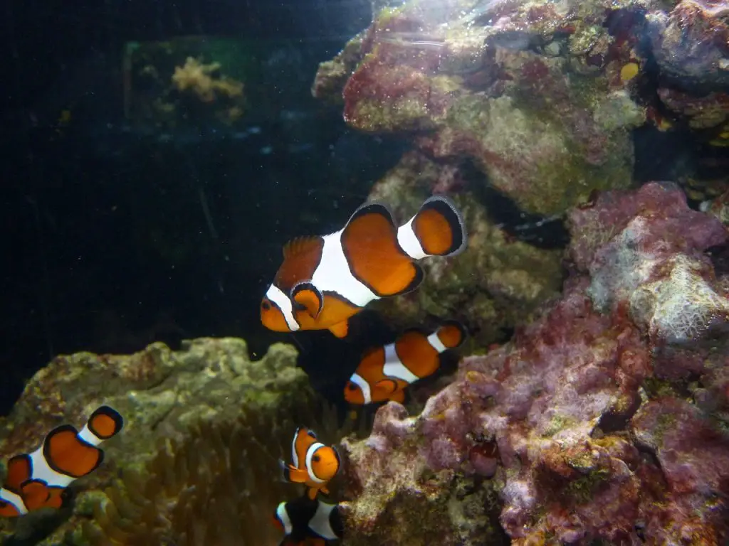 Clownfish