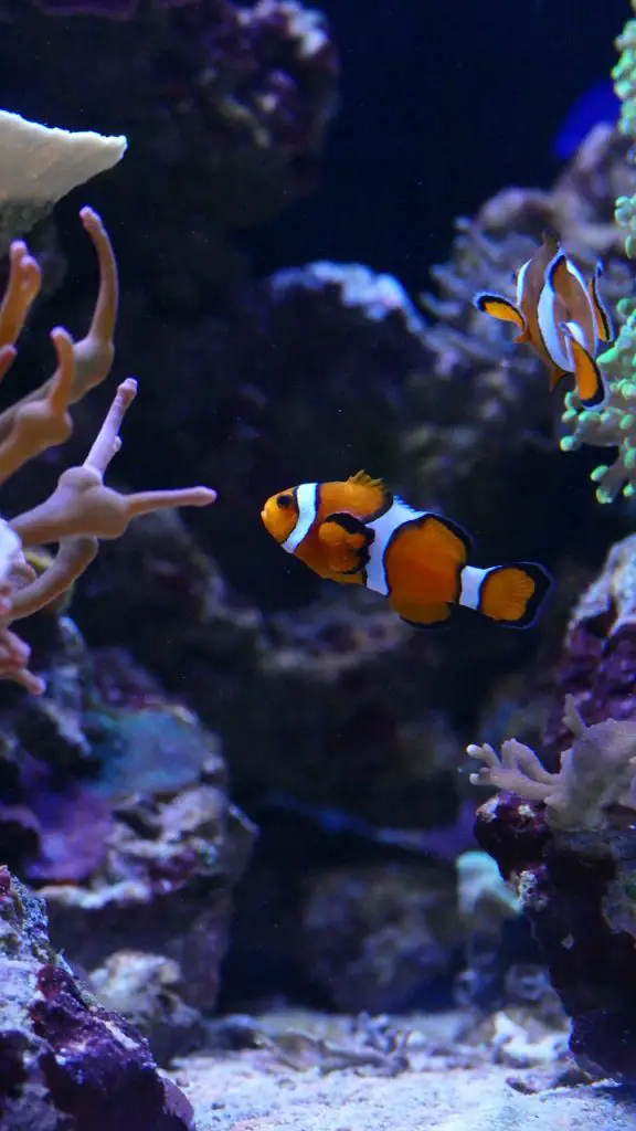 Clownfish