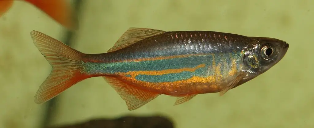 Danios (Danio Rerio)