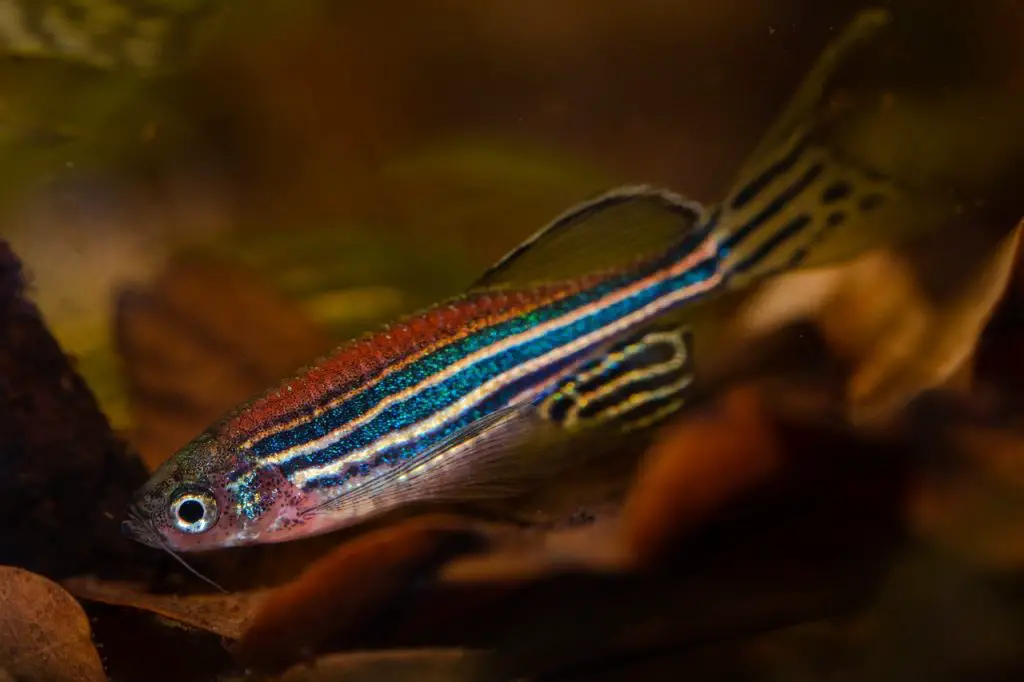 Danios (Danio Rerio)