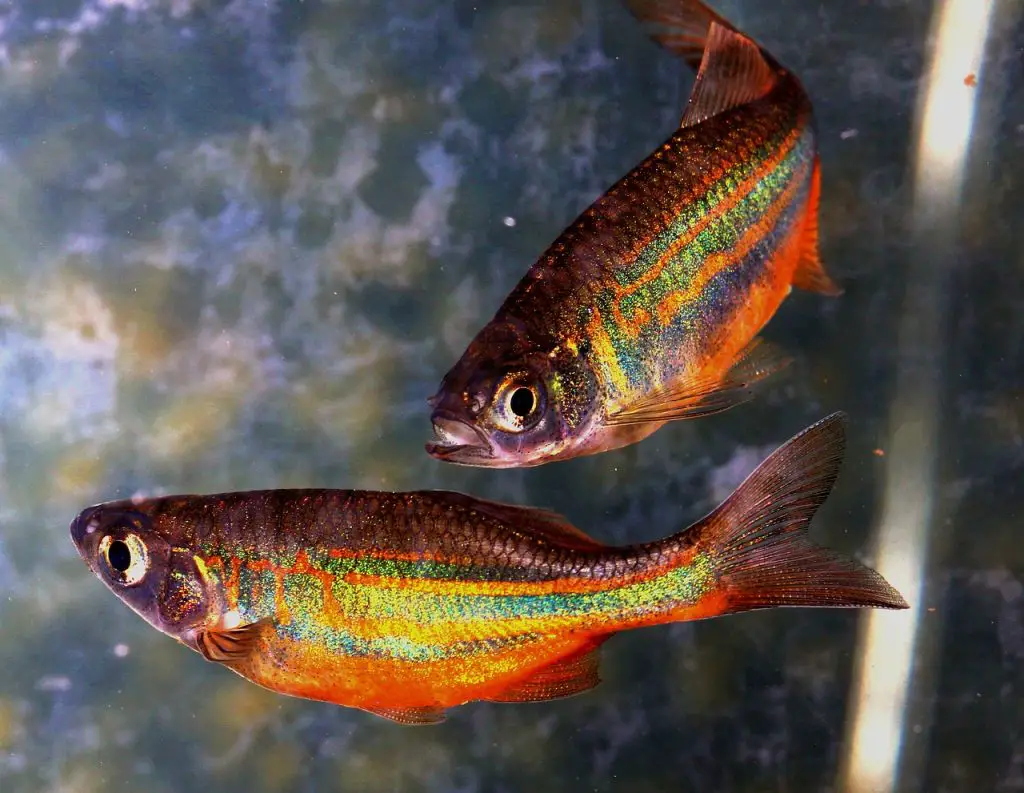 Danios (Danio Rerio)