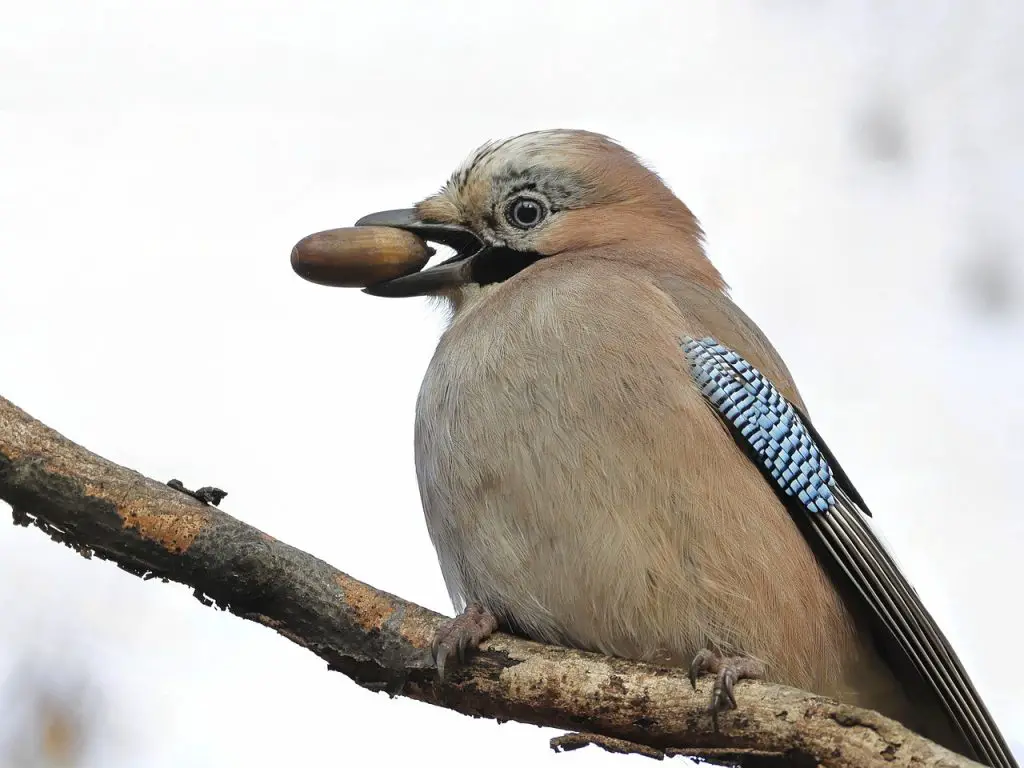 Eurasian Jay (Garrulus Glandarius)