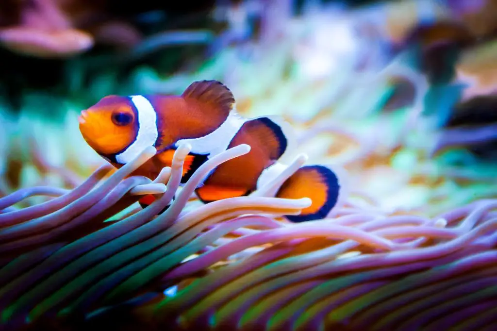 Clownfish