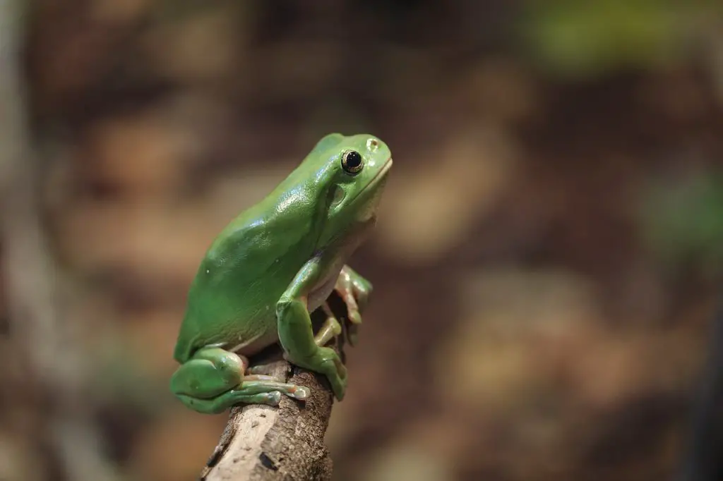 Tree Frog