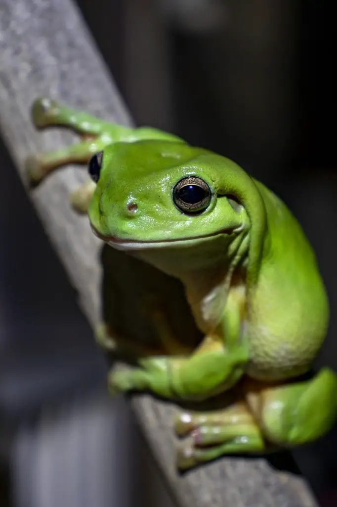 Green Tree Frog