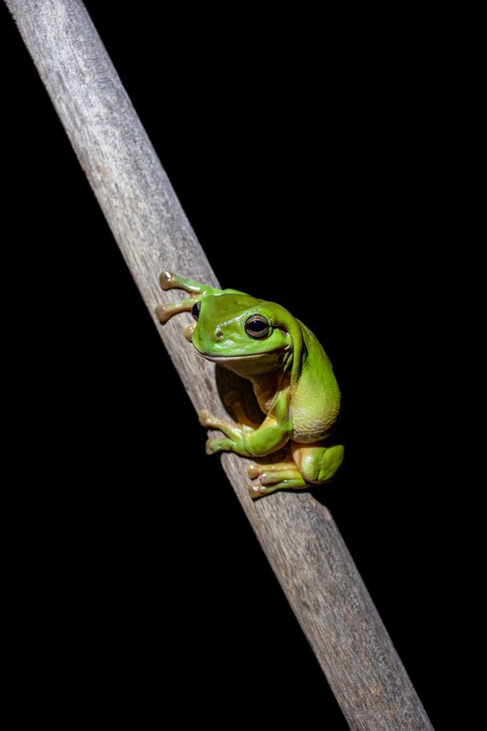 Green Tree Frog