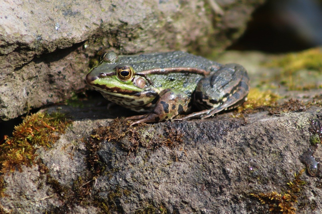 Oregon Spotted Frog (Rana Pretios)