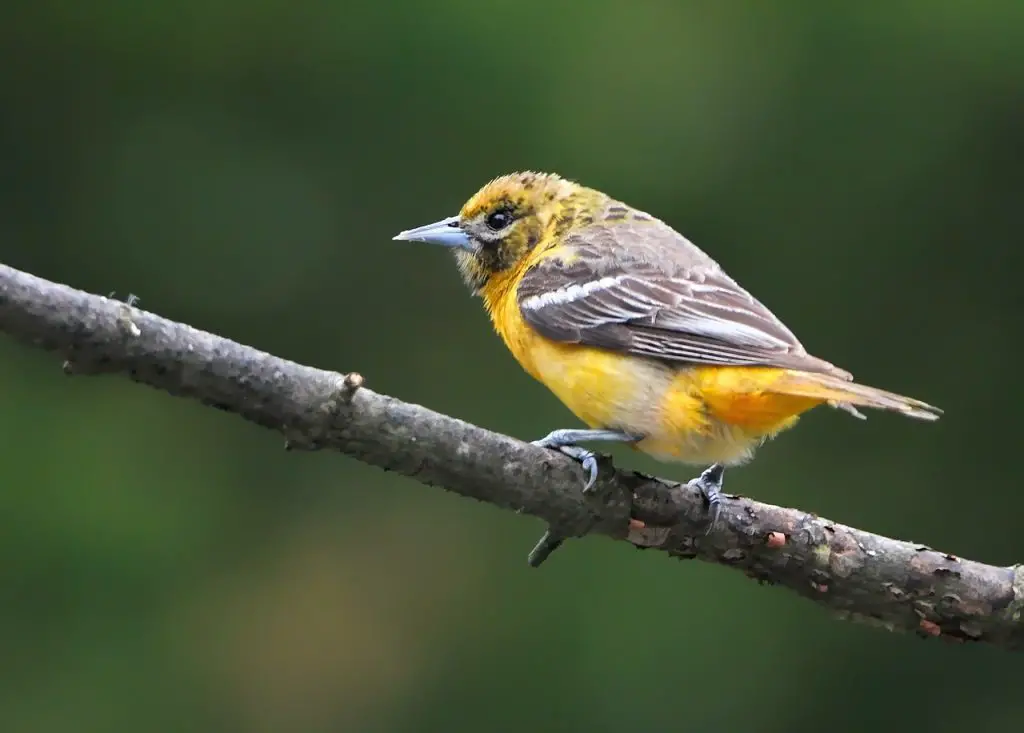 Golden Oriole (Oriolus Oriolus)