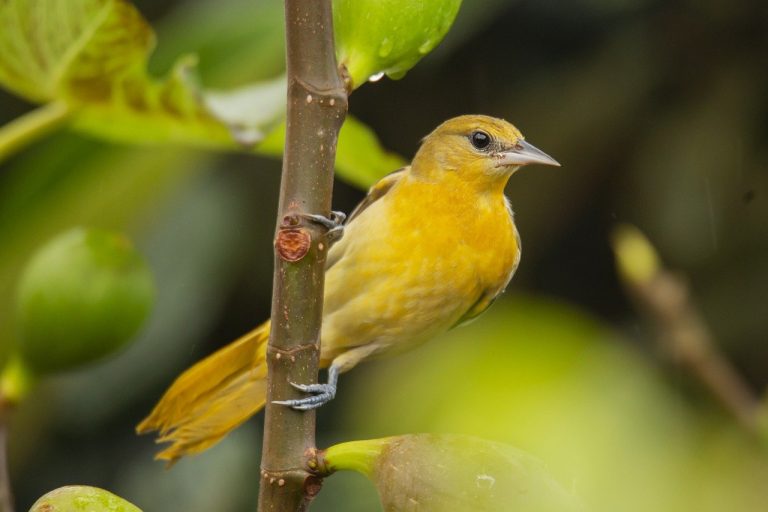 Golden Oriole (Oriolus Oriolus)