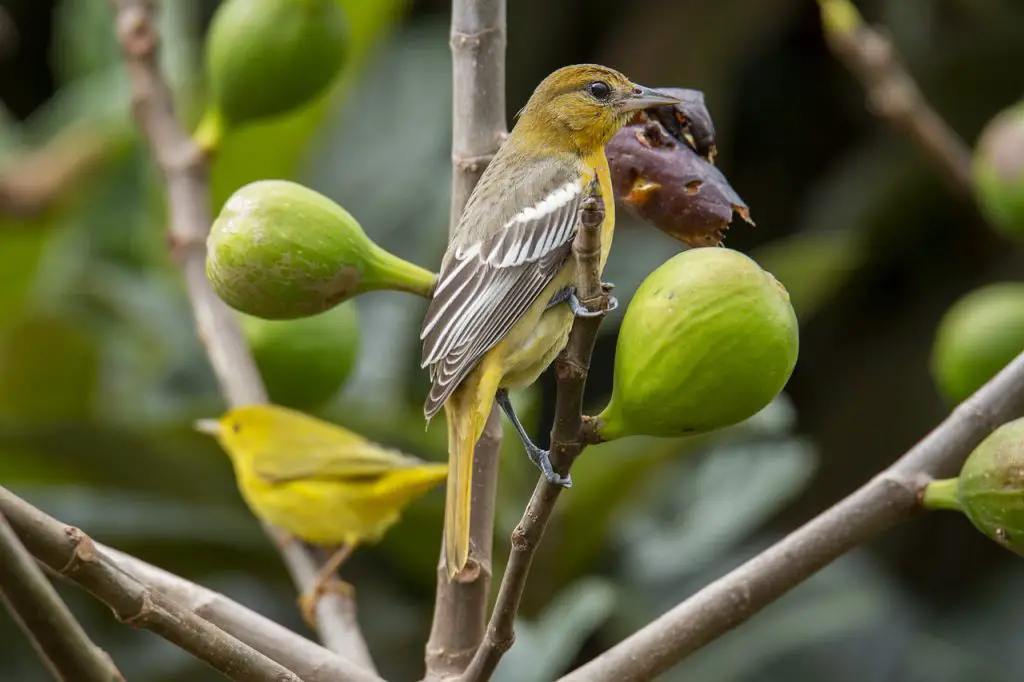 Golden Oriole (Oriolus Oriolus)