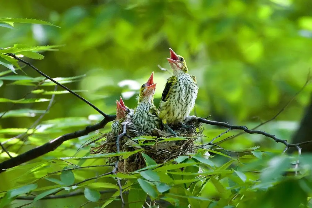 Golden Oriole (Oriolus Oriolus)