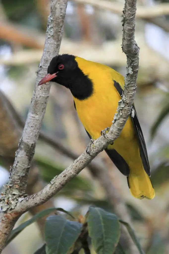 Golden Oriole (Oriolus Oriolus)