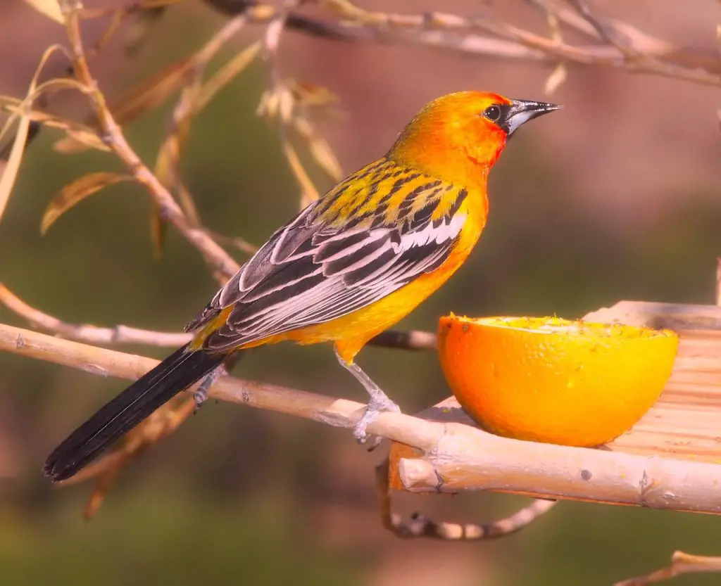 Golden Oriole (Oriolus Oriolus)