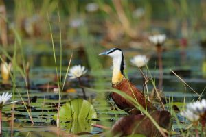 Wattled Jacana