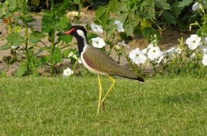 Wattled Jacana