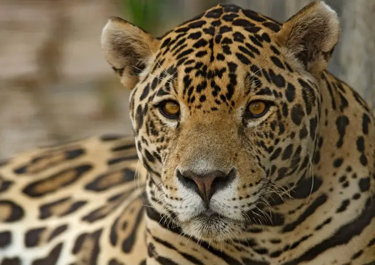 Jaguar (Panthera Onca)