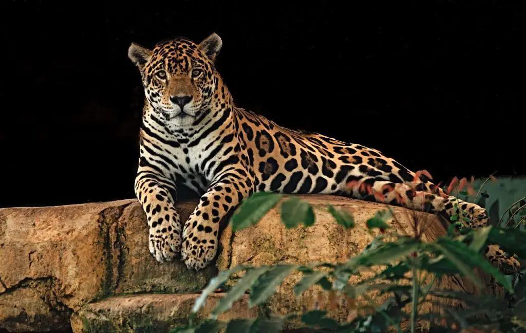 Jaguar (Panthera Onca)