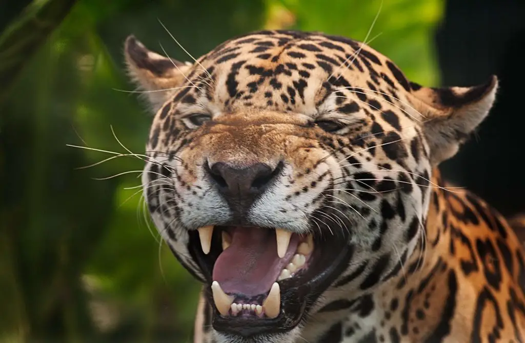 Jaguar (Panthera Onca)