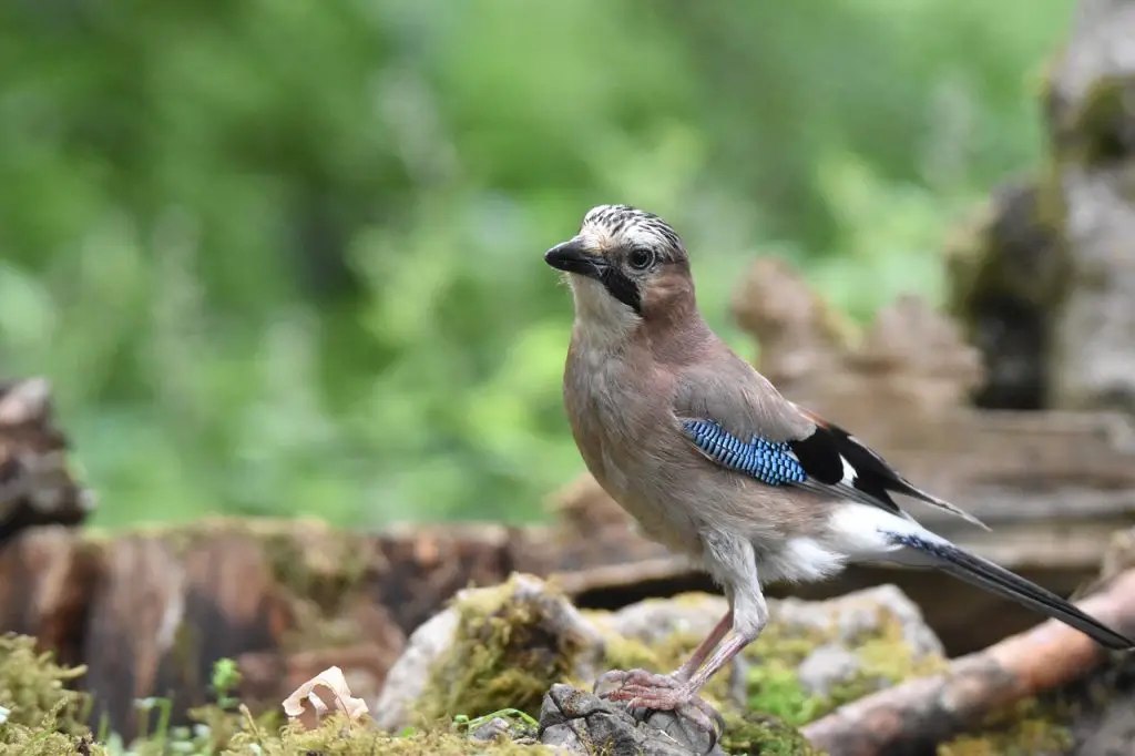 Eurasian Jay (Garrulus Glandarius)