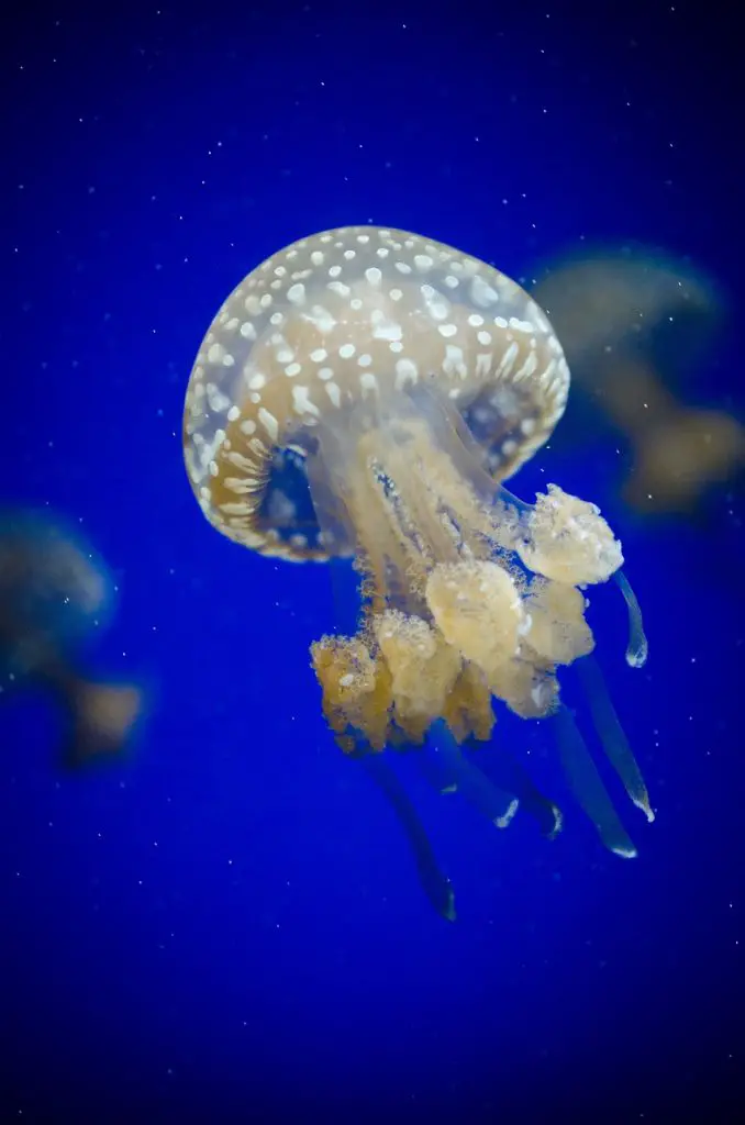 Jellyfish