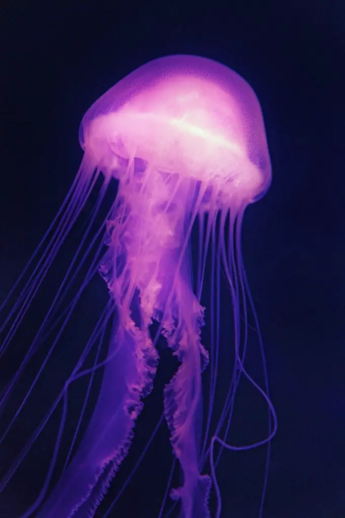 Jellyfish