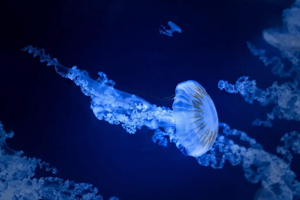 Jellyfish