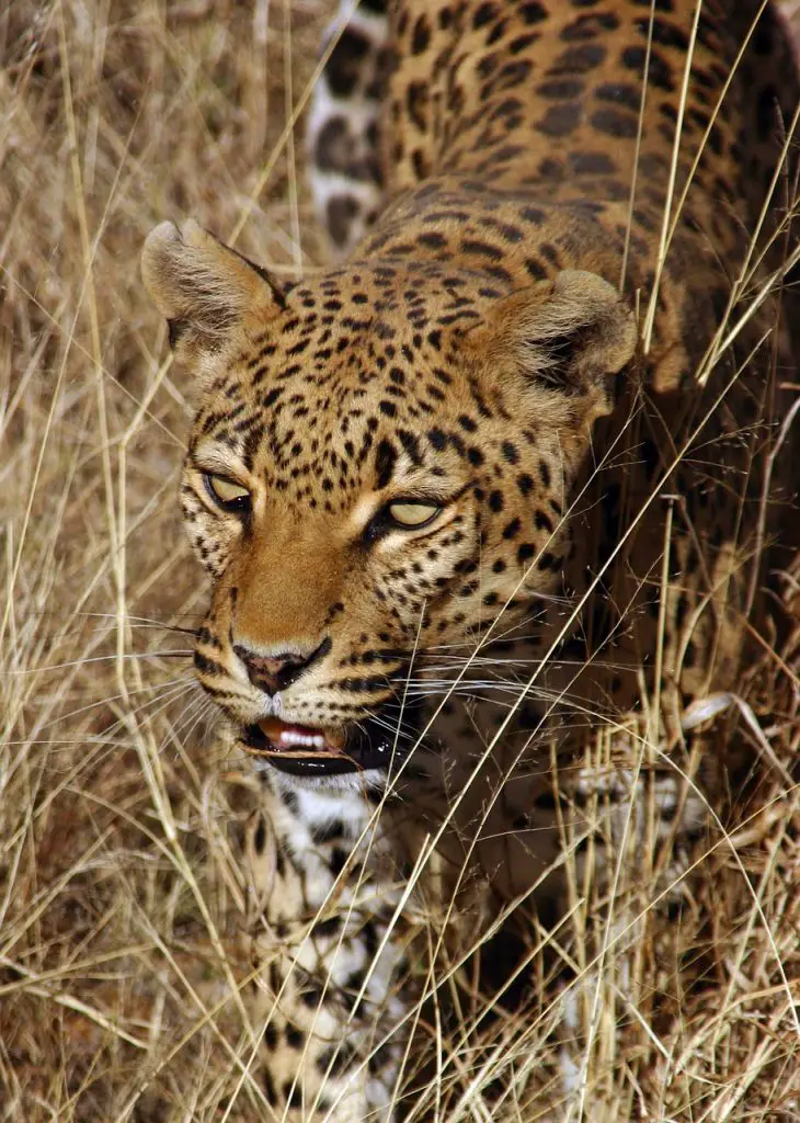 Jaguar (Panthera Onca)